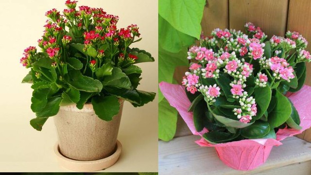 Top 5 Loài Hoa Đẹp Cho Người Bận Rộn: Nở Rực Rỡ Suốt 4 Mùa Mà Không Cần Chăm Sóc Cầu Kỳ